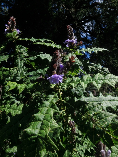 Acanthus eminens — photo