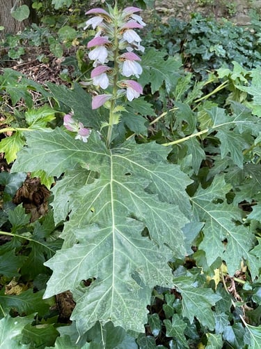 Acanthus mollis (Bear's breech) — photo