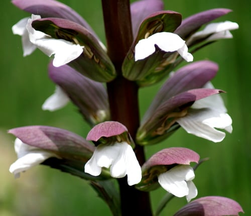 Acanthus mollis (Bear's breech) — photo