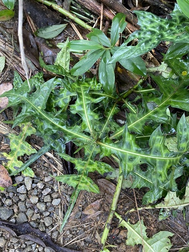 Acanthus montanus (Mountain thistle) — photo