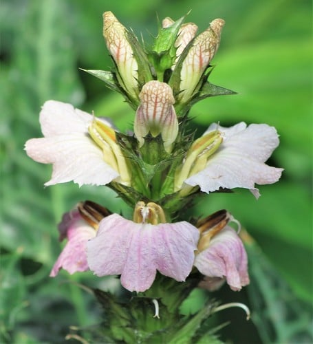 Acanthaceae