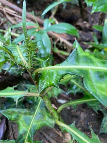 Acanthus montanus (Mountain thistle) — photo