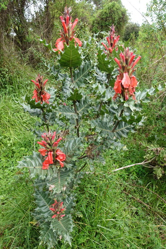 Acanthus sennii (Ethiopian acanthus) — photo