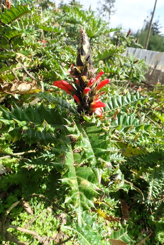 Acanthus sennii (Ethiopian acanthus) — photo