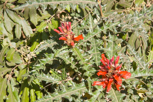 Acanthus sennii