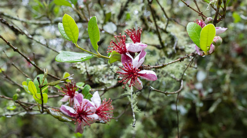 Acca sellowiana (Pineapple guava) — photo