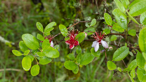 Acca sellowiana (Pineapple guava) — photo