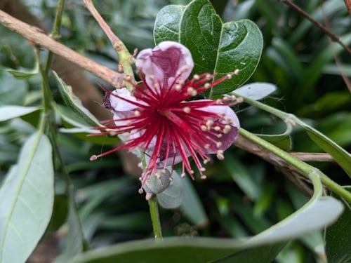 Acca sellowiana