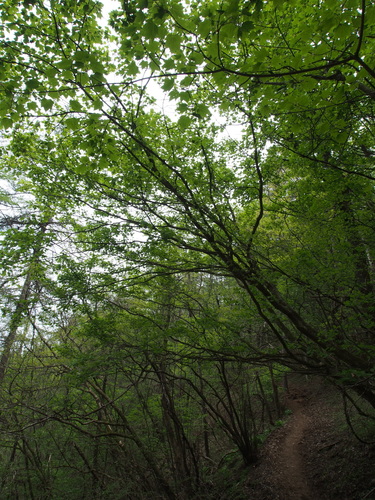 Acer argutum — photo