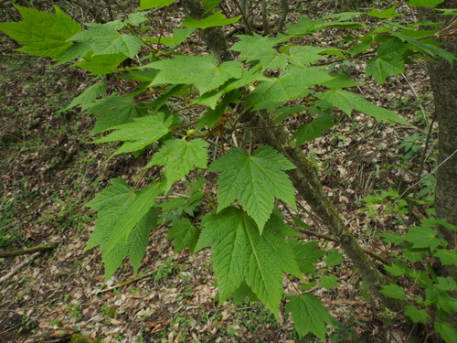 Acer argutum — photo
