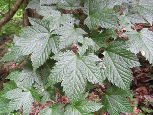 Acer argutum