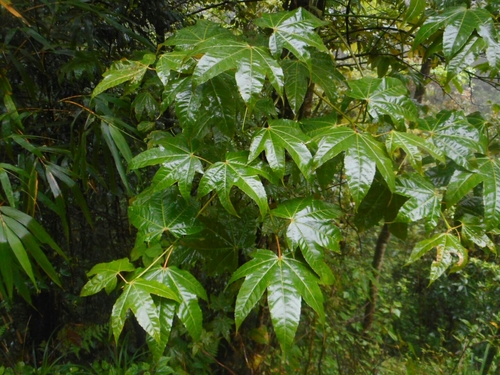 Acer campbellii (Campbell's maple) — photo