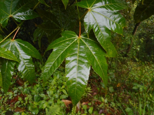 Acer campbellii (Campbell's maple) — photo