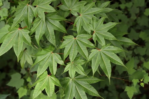 Acer campbellii