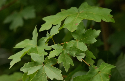Acer campestre (Field Maple) — photo