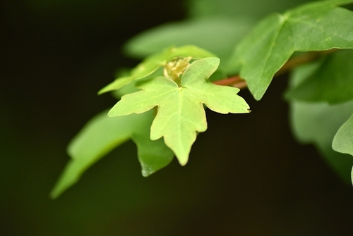 Acer campestre (Field Maple) — photo
