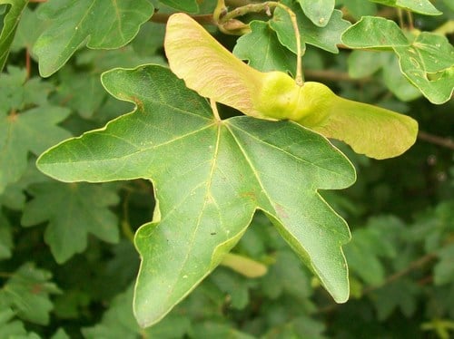 Sapindaceae