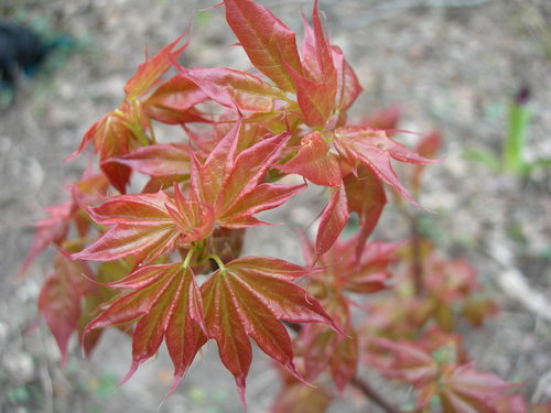 Acer cappadocicum var. indicum (Five lobed maple) — photo