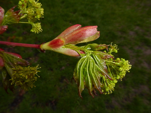 Acer cappadocicum var. indicum (Five lobed maple) — photo
