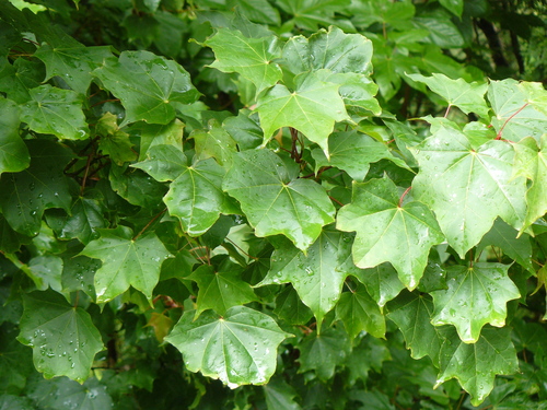 Acer cappadocicum var. indicum