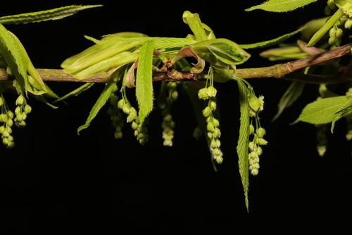 Acer carpinifolium — photo