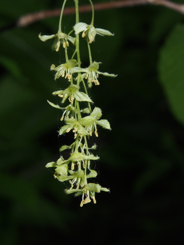 Acer carpinifolium — photo
