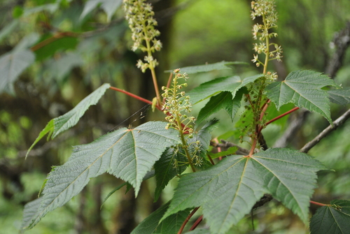 Acer caudatum — photo