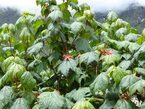 Acer caudatum — photo