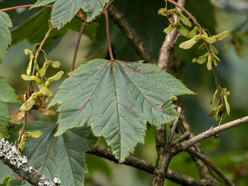 Acer caudatum