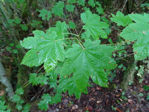 Acer circinatum (Vine maple) — photo