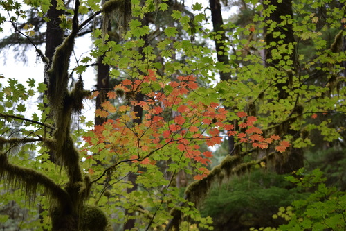 Acer circinatum (Vine maple) — photo