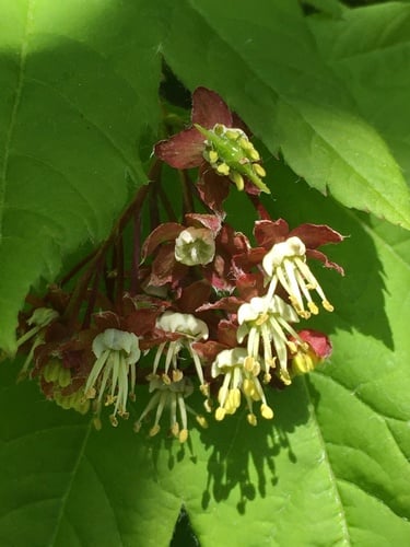Acer circinatum