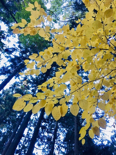 Acer distylum — photo