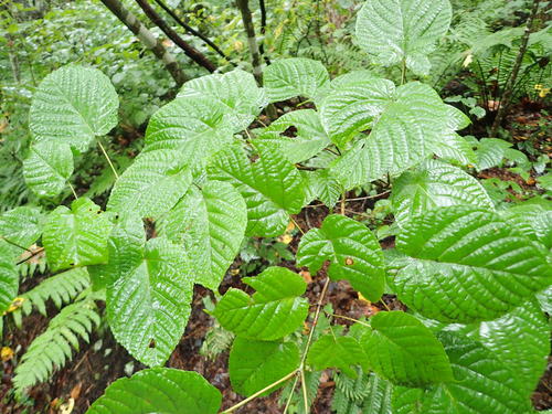 Acer distylum