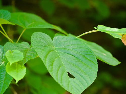 Acer distylum — photo