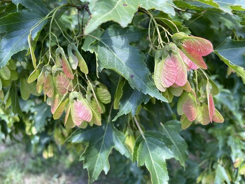 Acer ginnala (Amur maple) — photo