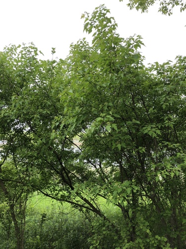 Acer ginnala (Amur maple) — photo