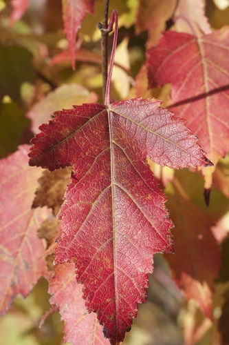 Acer ginnala