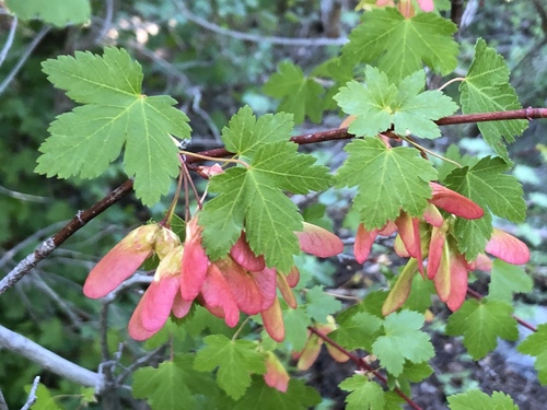 Acer glabrum (Rocky Mountain Maple) — photo