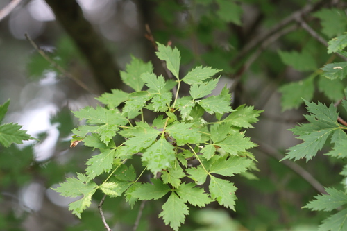 Acer glabrum (Rocky Mountain Maple) — photo