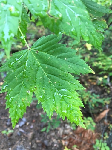 Acer glabrum (Rocky Mountain Maple) — photo
