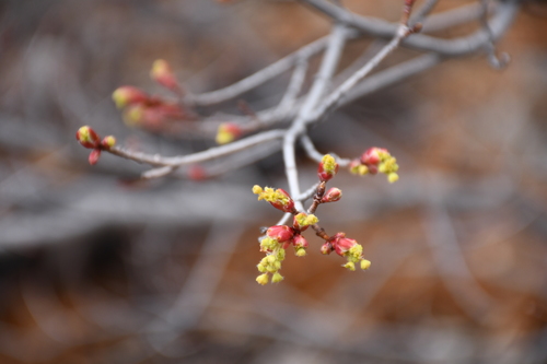 Acer grandidentatum (Canadian maple) — photo