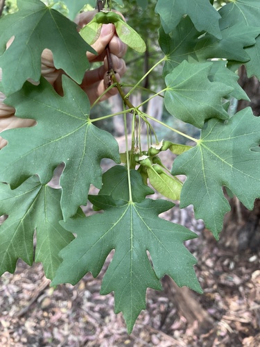 Acer grandidentatum (Canadian maple) — photo