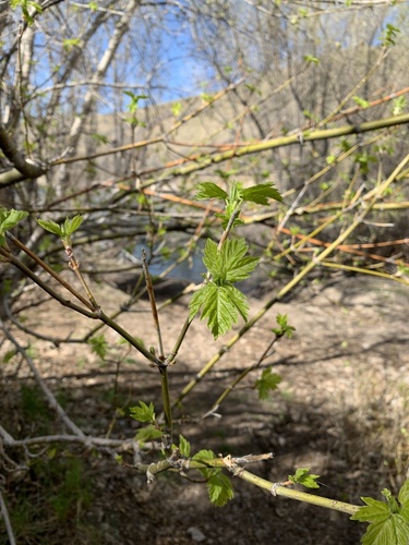 Acer interius (Box elder) — photo