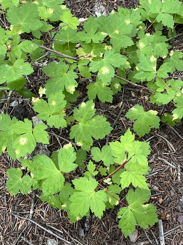 Acer interius