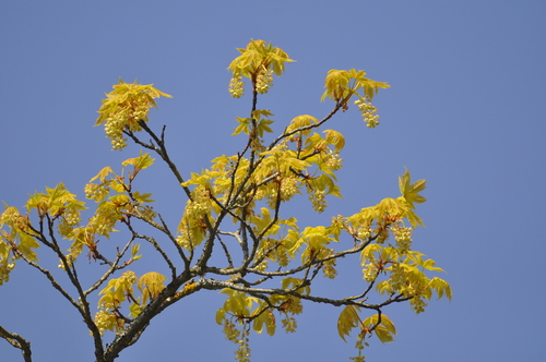 Acer macrophyllum (Oregon maple) — photo