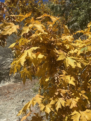 Acer macrophyllum (Oregon maple) — photo