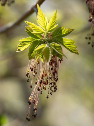 Acer negundo (Box elder) — photo