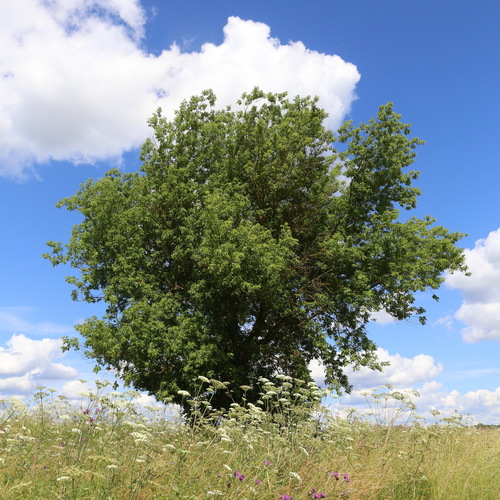 Acer negundo (Box elder) — photo