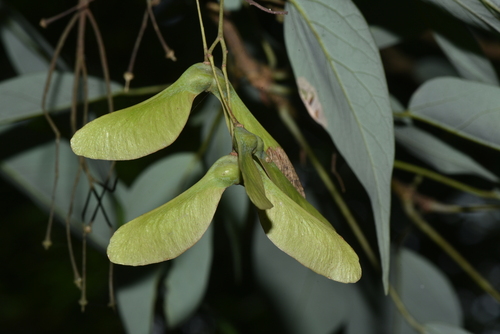 Acer oblongum (Himalayan maple) — photo